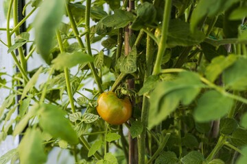 Close up view of half ripe tomato. Organic food concept. 