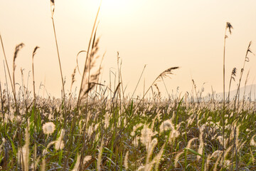 화성시 독지리의 갈대숲