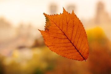 Fototapeta na wymiar Yellow leaf on the window. Autumn symbol
