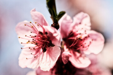 Peach Blossoms at a Peach Tree