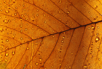 Wet yellow leaf texture