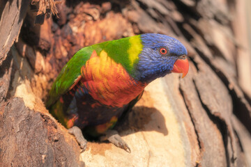 Wild rainbow lorikeet (Trichoglossus moluccanus) emerging from nest hollow in eucalypt tree
