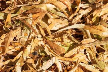 close up of a leaves