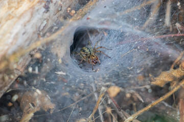 spider web
