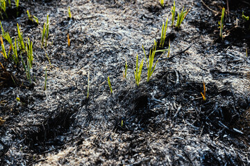 Green young grasses grow from ash-covered burnt soil.