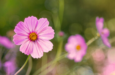 Close up of pink cosmos flower in a backyard garden with bokeh lens effect