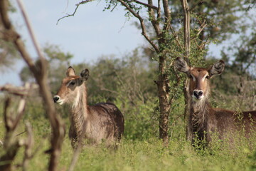 Photo taken in Kruger National Park