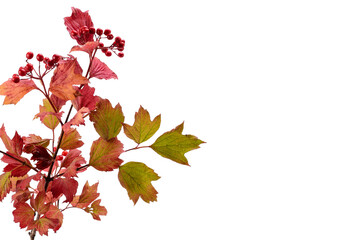branch and fruits of viburnum