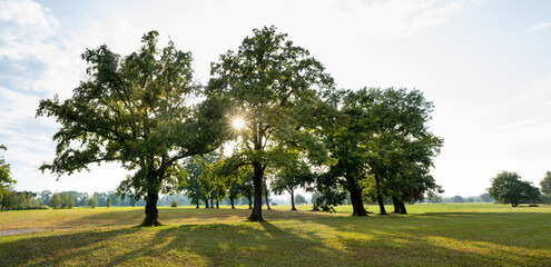 A row of large trees at the edge of a meadow is illuminated by the sun and the leaves glow bright green.