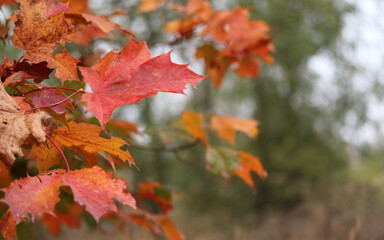 Fototapeta premium red Norway maple leaves in the autumn 