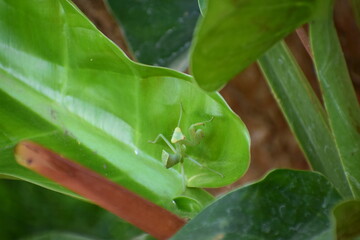 Obraz premium Green gross hopper on the green leaf