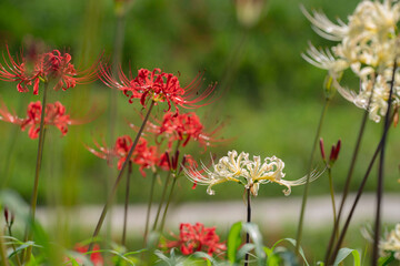 秋の真っ赤な彼岸花