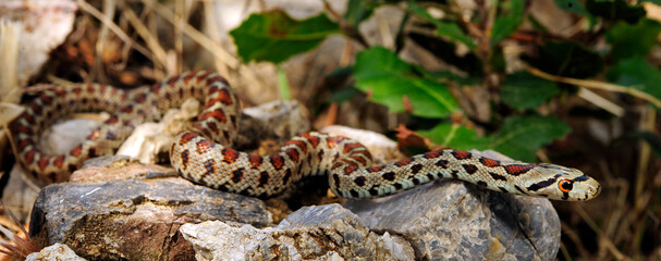 Leopardnatter (Zamenis situla) aus Griechenland - Leopard snake from Greece