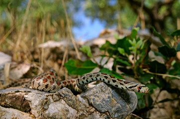 Leopard snake from Greece / Leopardnatter (Zamenis situla) aus Griechenland