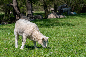 Obraz premium Lambs grazing in open pasture