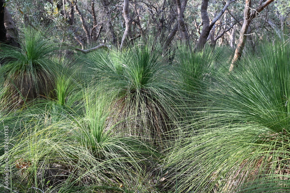 Wall mural xanthorrhoea grass tree growing in perth western australia