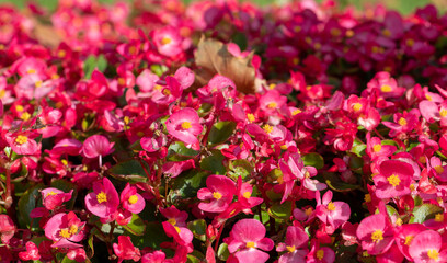 Obraz premium Floral background of bright pink flowers in the garden begonias