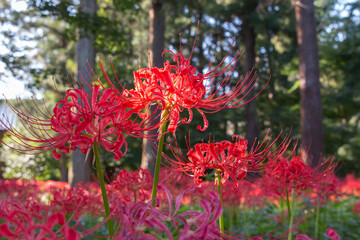 彼岸花