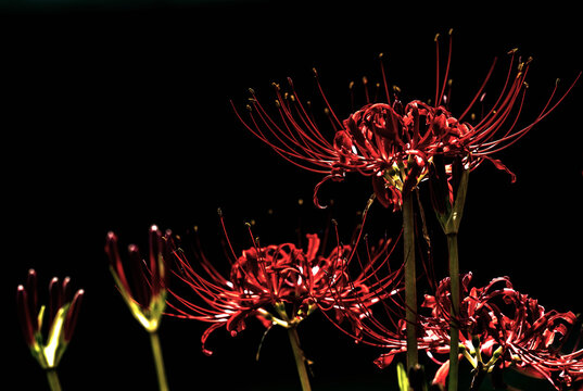 真っ赤な彼岸花 のストック写真 ロイヤリティフリーの画像 ベクター イラスト Adobe Stock 真っ赤な彼岸花 のストック写真 ロイヤリティフリーの画像 ベクター イラスト Adobe Stock