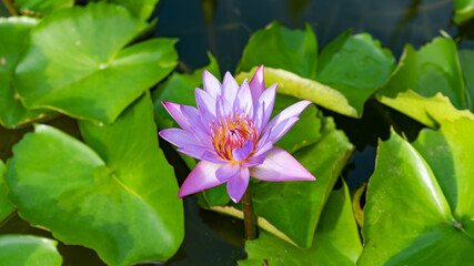Macro beautiful water lily or lotus flower in pond at morning time.
