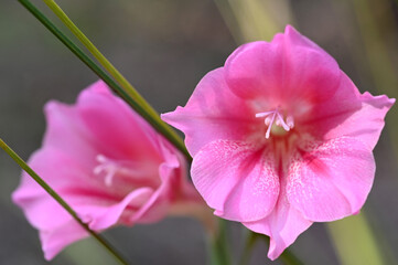 Close up view of Gladiolus caryophyllaceus