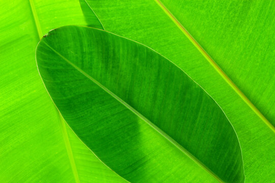 Macro of banana leaf for background and nature design.