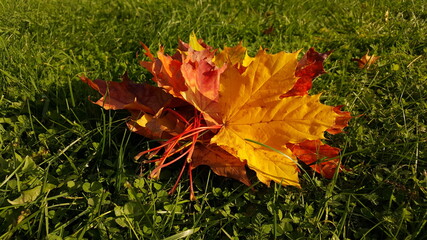 A close-up of red and yellow maple leaves folded into a bouquet on the green grass of the lawn in bright sunlight.