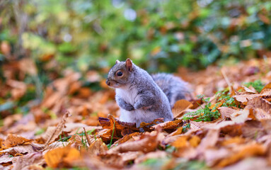 Solitary grey squirrel on autumn leaves
