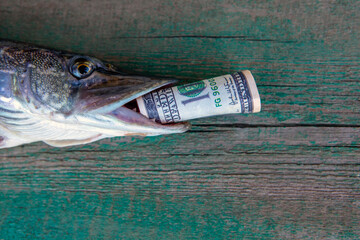 image of fish money banknote 