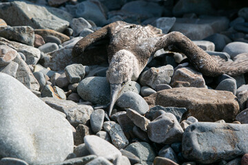 Dead bird on rocky beach in the Pacific Ocean. death and environmental destruction. pollution of the planet