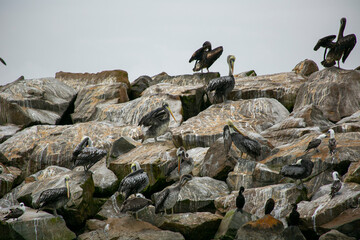 Pelicans and boobies on the rocks of an island off Peru in the Pacific Ocean.