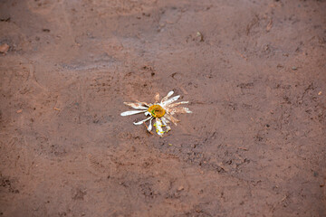 Flowers crushed in the sand with sea water