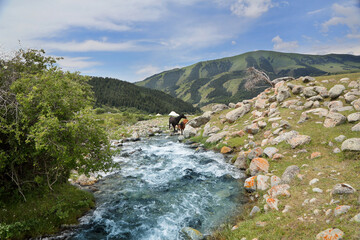 nature of tourist Kyrgyzstan .A clear, stormy river among mountains and rocks.
