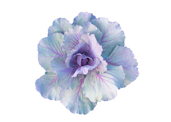 fresh red cabbage on a white background