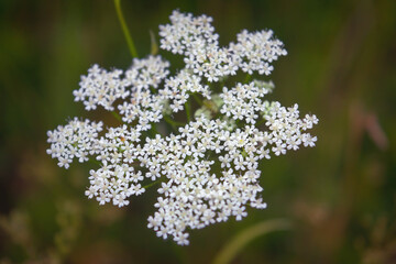 Beautiful white forest wild flowers in grass in summer on nature close-up macro. White wild flower on a blurred natural background.