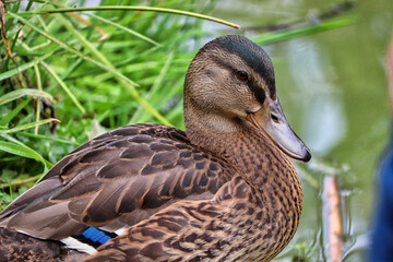 Duck at the park in Devon