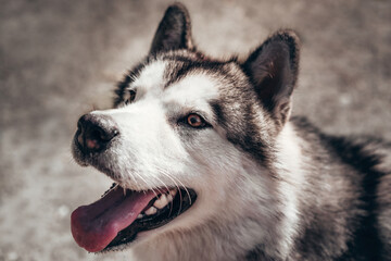 A female Malamute with beautiful intelligent brown eyes. Portrait of a charming fluffy gray-white Alaskan Malamute close-up. Beautiful huge friendly sled dog breed.