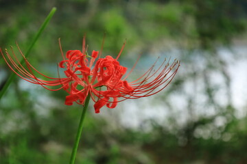 川を見下ろすヒガン花