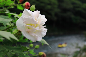 秋の花《フヨウ》