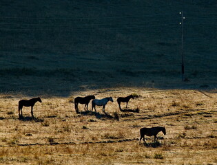 Russia. South Of Western Siberia. mountain Altai. A herd of horses grazing freely in the morning light.