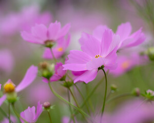 Obraz premium コスモス