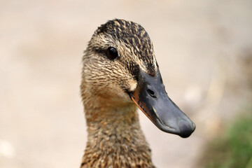 Duck at the park in Devon