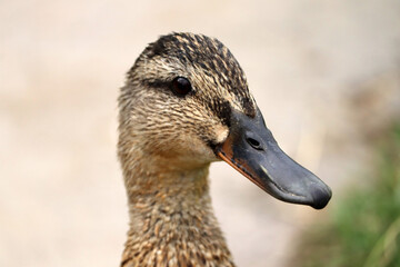 Duck at the park in Devon