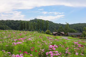 Obraz premium 国営越後丘陵公園 花の丘のコスモス