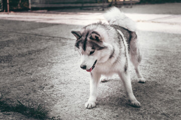 Female Malamute, a huge friendly Northern sled dog breed. Grey fluffy Alaskan Malamute stands and rests in the Park on the paved road.