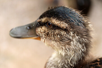 Duck at the park in Devon
