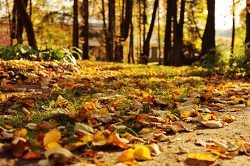 Autumn, yellow leaves on the ground in the park, bokeh, selective focus
