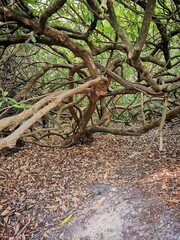 tree in the forest