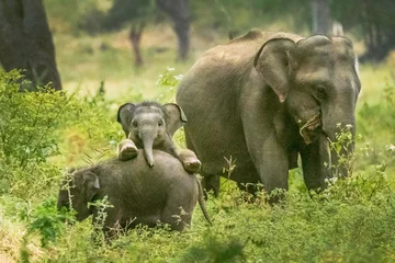 Fotobehang elephant and baby © Ranjith