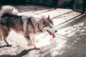 Female Malamute, a huge friendly Northern sled dog breed on a walk. A large fluffy Alaskan Malamute of gray and white color walks on the street.